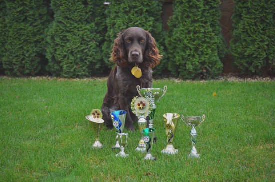 Nemecky prepeličiar