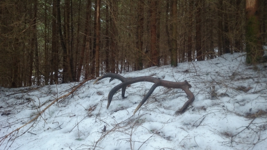 odmena za prikrmovanie