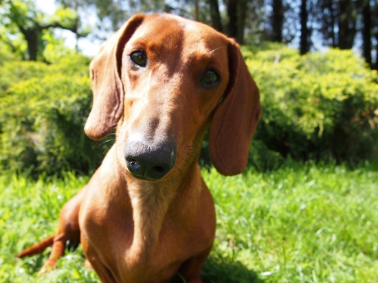 jazvečíkový kukuč