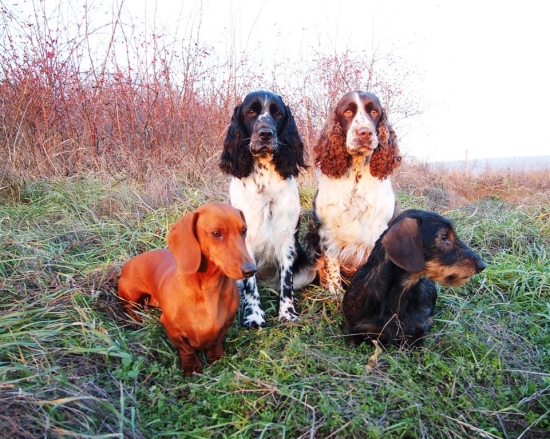 VIANOČNÁ s neúplnou zostavou