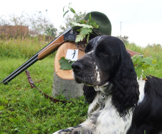 úspech na FD-čkach