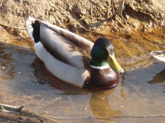 kačer