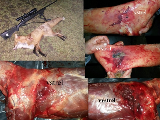 hornady V-max 40gr 22-250rem