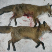 turbomyskovacka = magnet 5; 6/2016