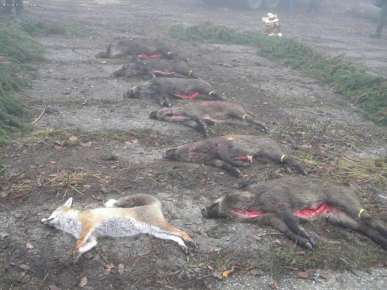 spoločná poľovačka