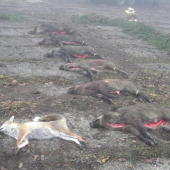 spoločná poľovačka