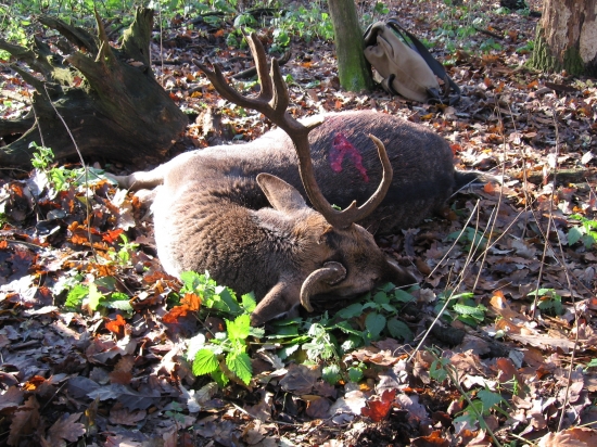 Jedna z mojich najcennejších.