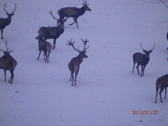 kráľ Považského Inovca