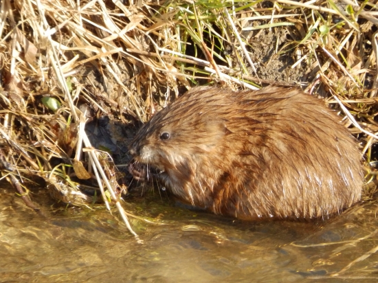 Ondatra pižmová (Ondatra zibethicus)