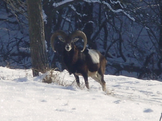 muflon