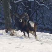 muflon