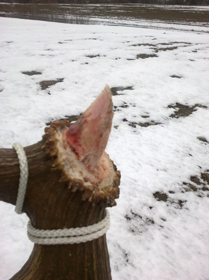 To muselo bolieť!!!( I D 157741)