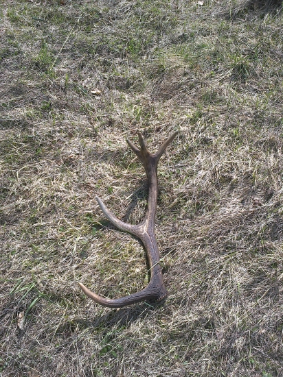 Kamarátovy našiel pes.