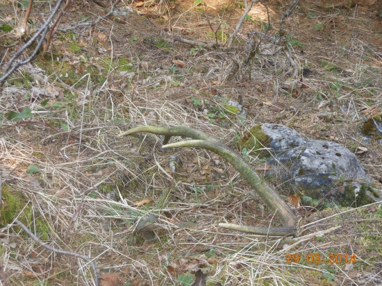 Včerjší odležaný 8torák