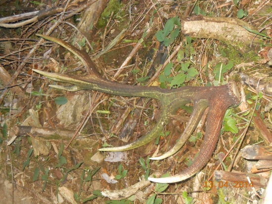 Úspešná prechádzka s kamarátom č.1