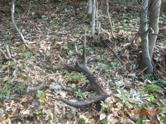 Úspešná prechádzka s kamarátom č.2