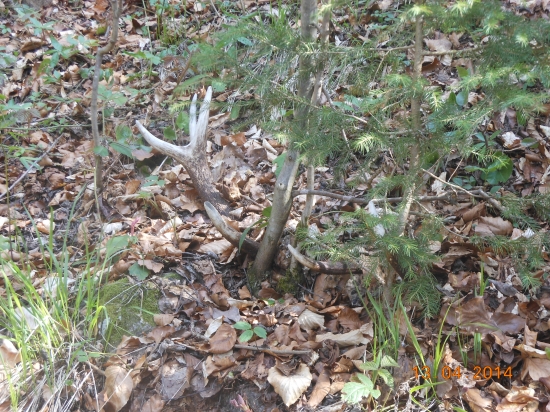 Úspešná prechádzka s kamarátom č.3