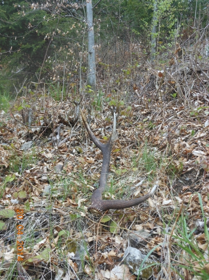 Dnes sa kamarátovy zas zadarilo !!!