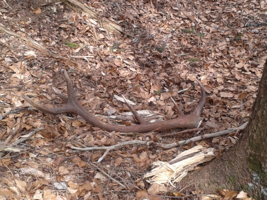 Kamarátov prvý tohoročný.