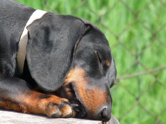 siesta