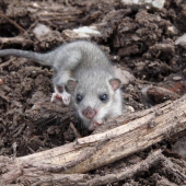 plch sivý ešte raz