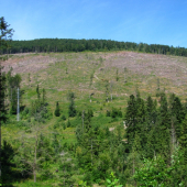 vyholený Hýľ - budúci vlek (možno)