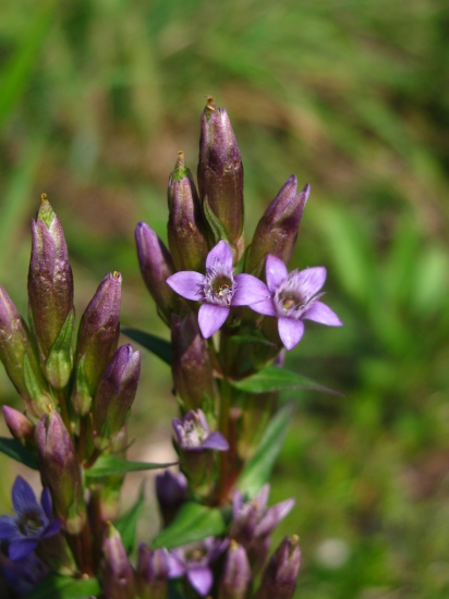 práve kvitne - horček žltkastý karpatský