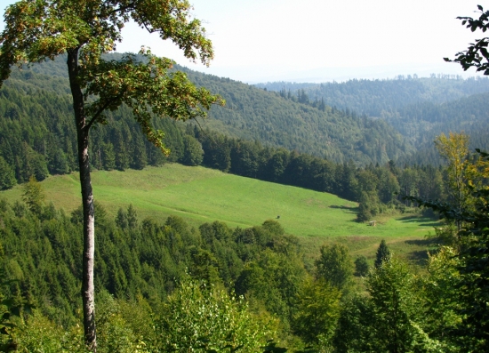 Turník zhora