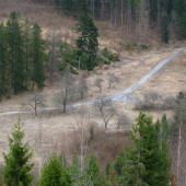 Lesnica zhora