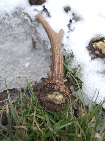 bratov včera nájdený