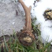 bratov včera nájdený