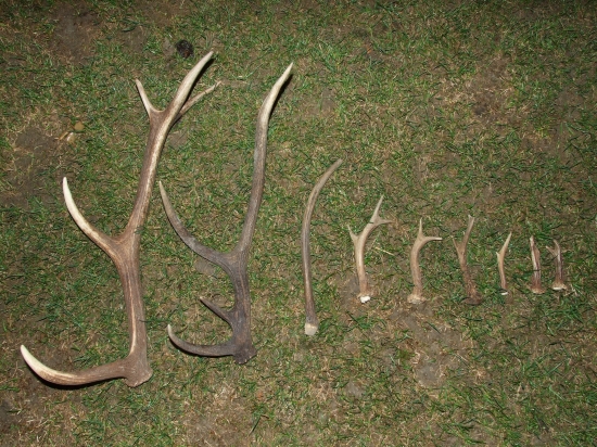 Bratove za tento rok zatial