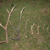 Bratove za tento rok zatial