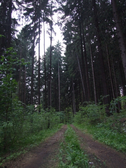 cestička