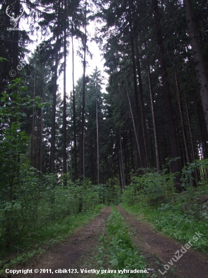 cestička