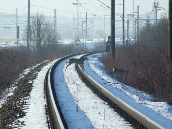 srnčie2