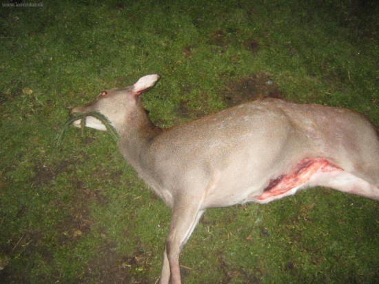 Letos první laň -sika