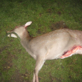 Letos první laň -sika