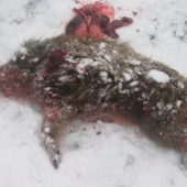 na společné naháňce