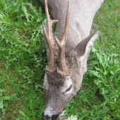 sražený autem a dostřelený