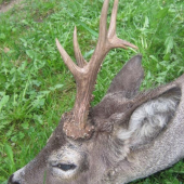 sražený autem a dostřelený