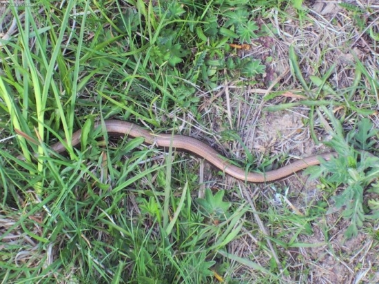 Slepúch lámavý-Anguis fragillis