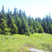 Na Veľkej Knole