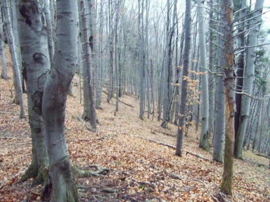 Dubnica