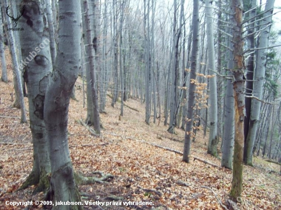 Dubnica
