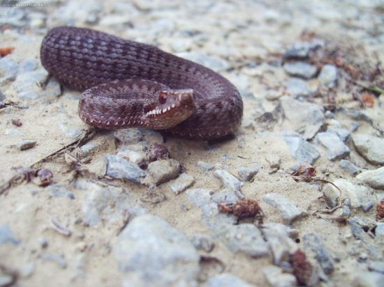 Chystám sa zaútočiť!