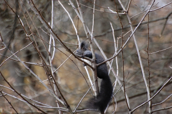 sedím na konári a je mi dobre