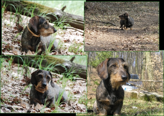 Parnas z Kršťanskej záhrady