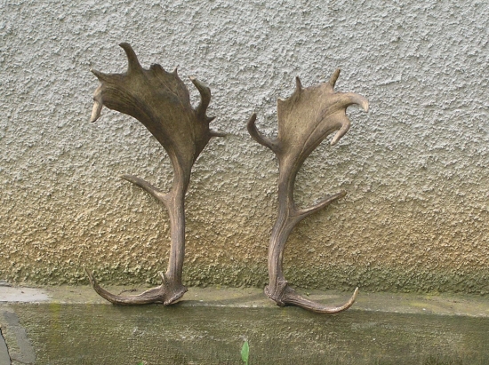 celkom slušné dančie zhody