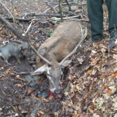 jeleň z Rysnej doliny